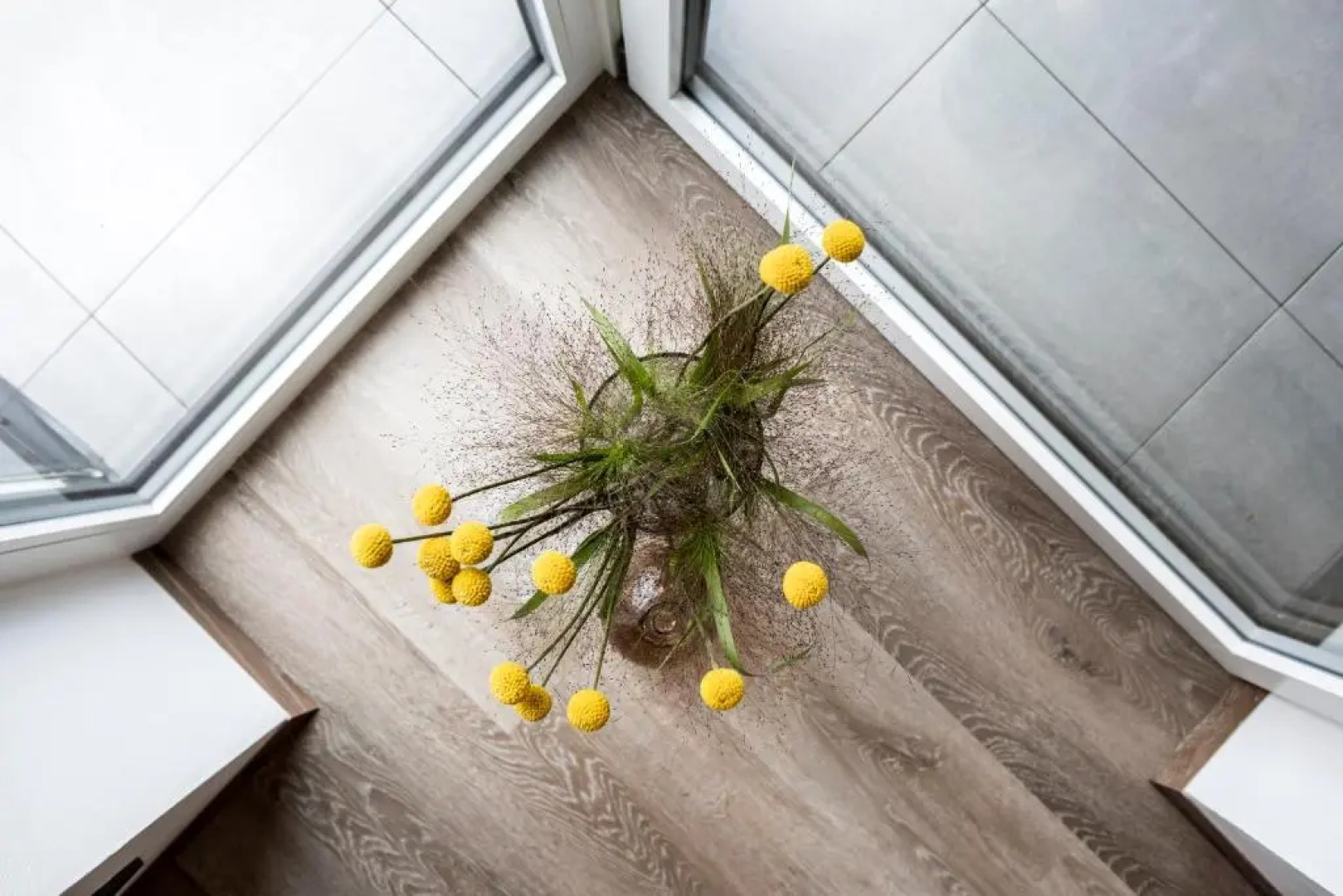 Sambucus Apartments -Premium Apartments for You and Your Dog