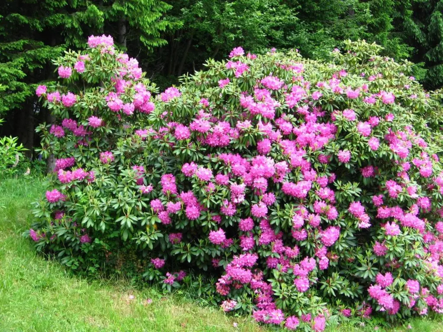 Ferienhaus Hollinger