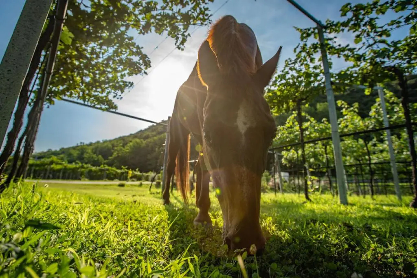 Agriturismo La Pertica