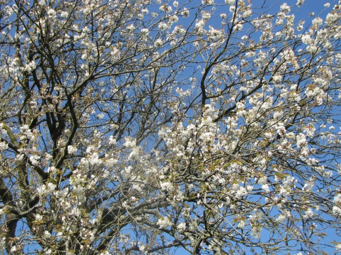 Les Charmes du Petit Pré