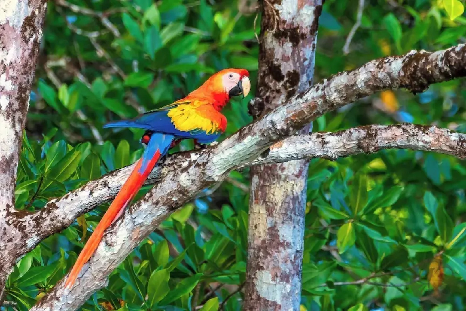 Villa Bruno - Terrace - Jungle - Birdwatching