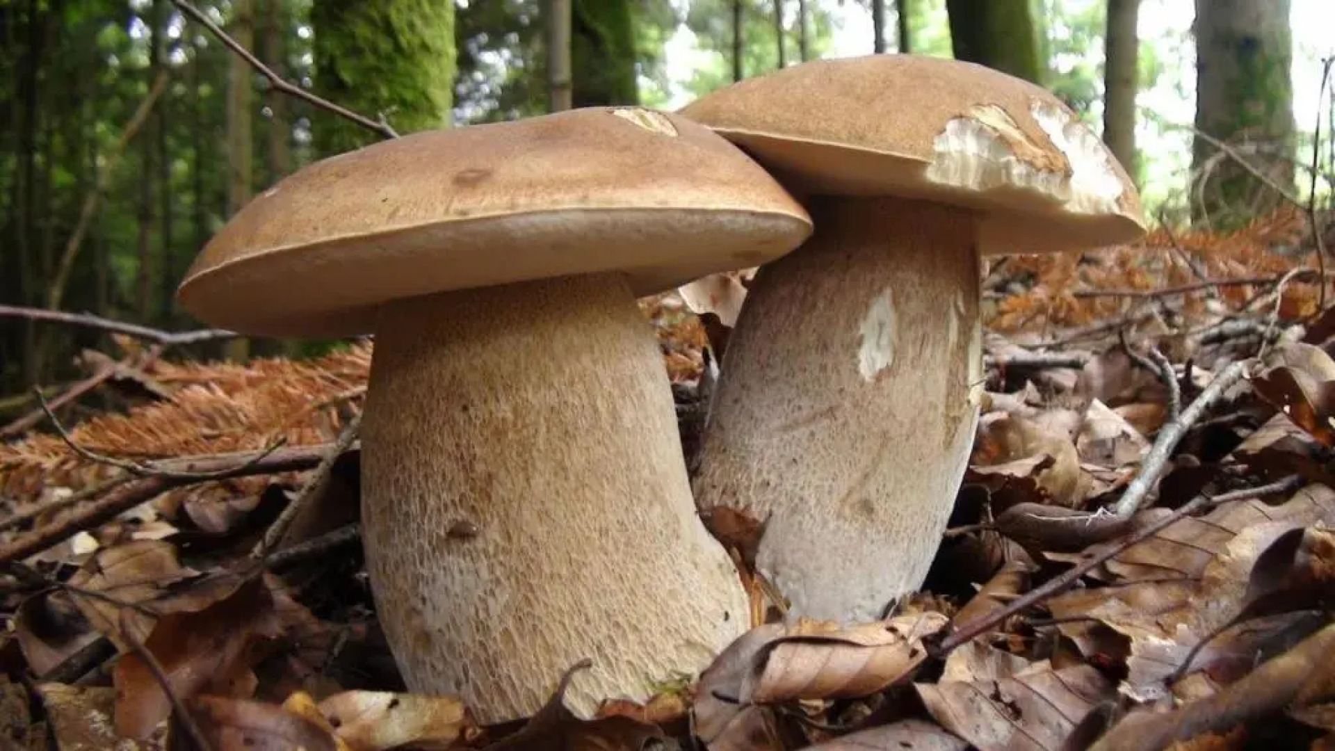 Appartamento Spazioso Vicino Al Mare