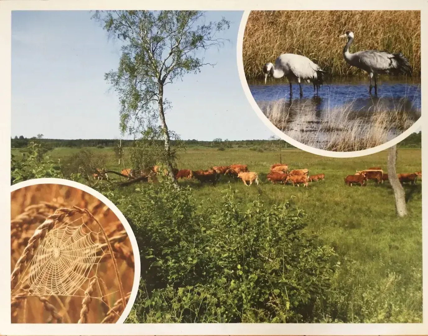 Under Canvas Bornholm