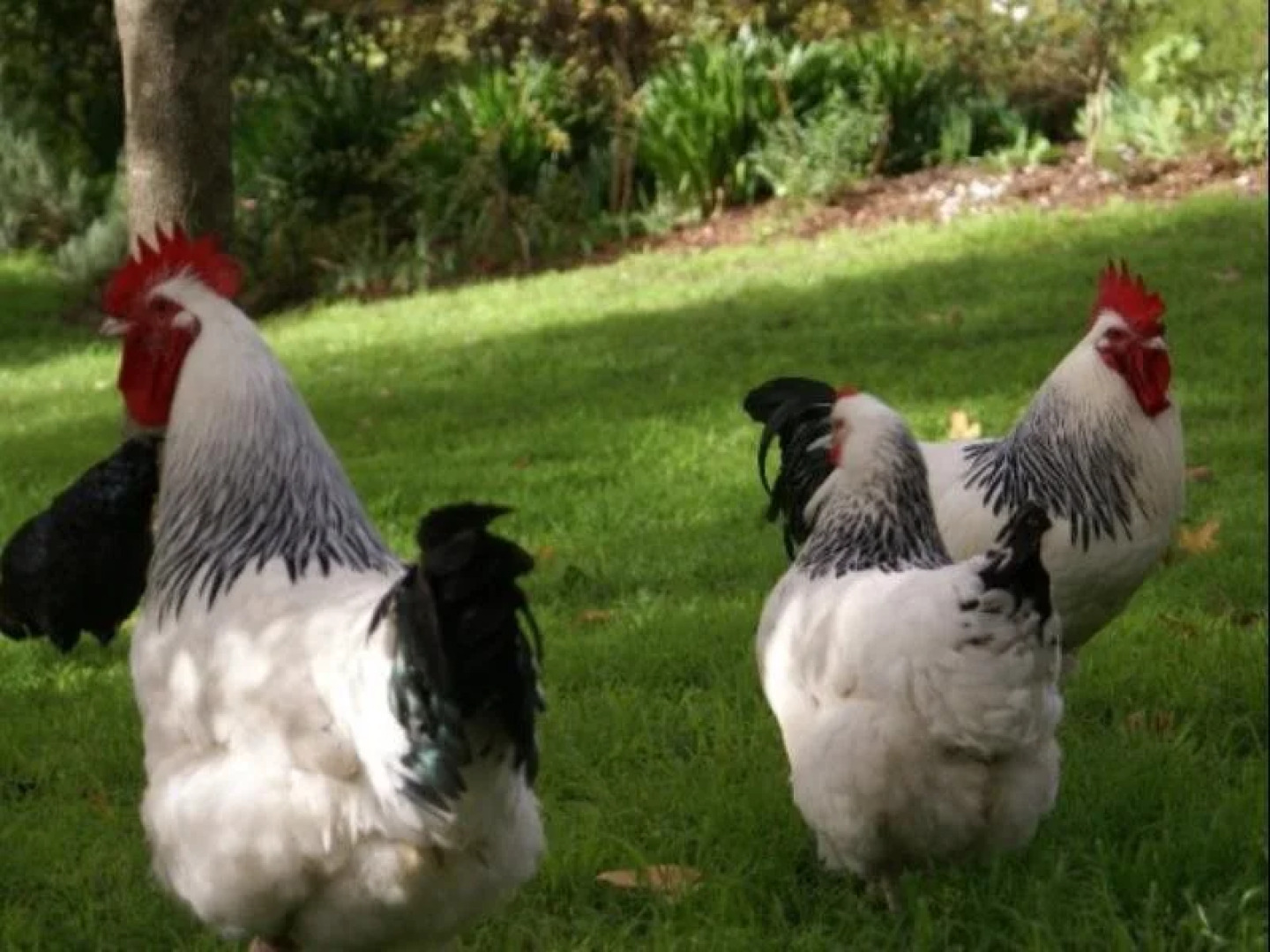 Cedar Creek Cottages