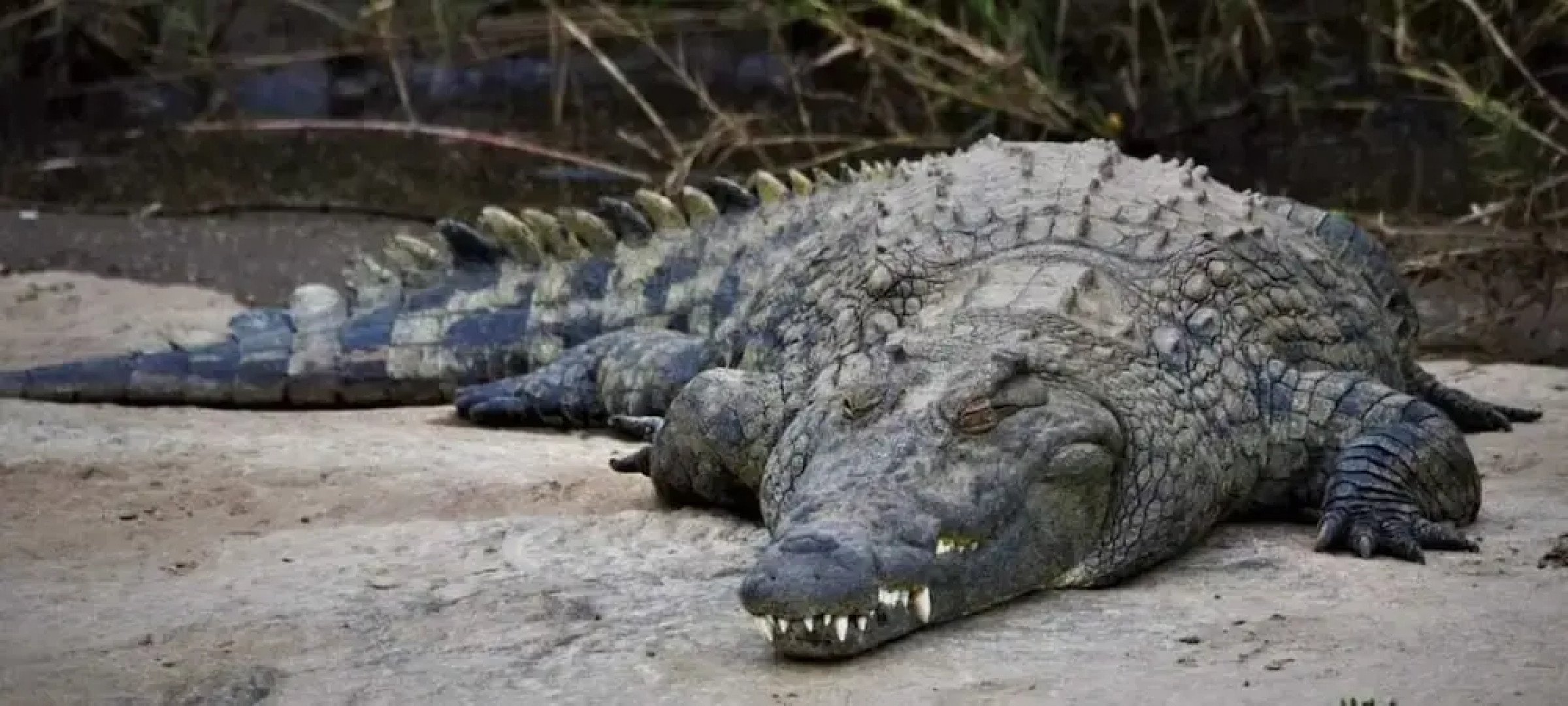 Harmony Haven Eco Resort Udawalawe