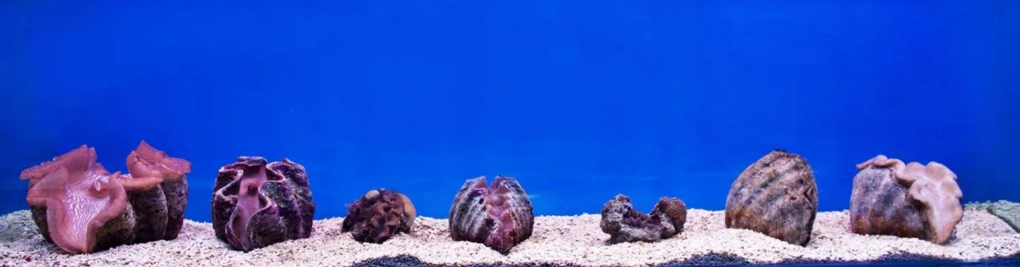 Gayana Marine Resort