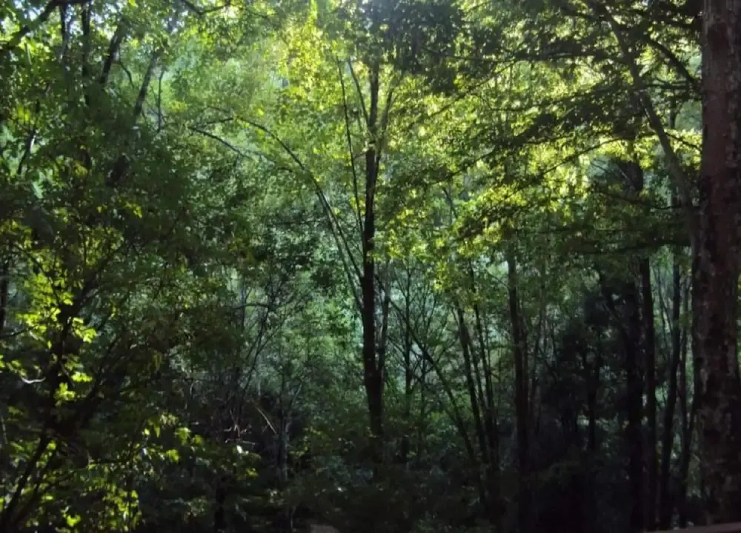 Holiday Home in Ortignano