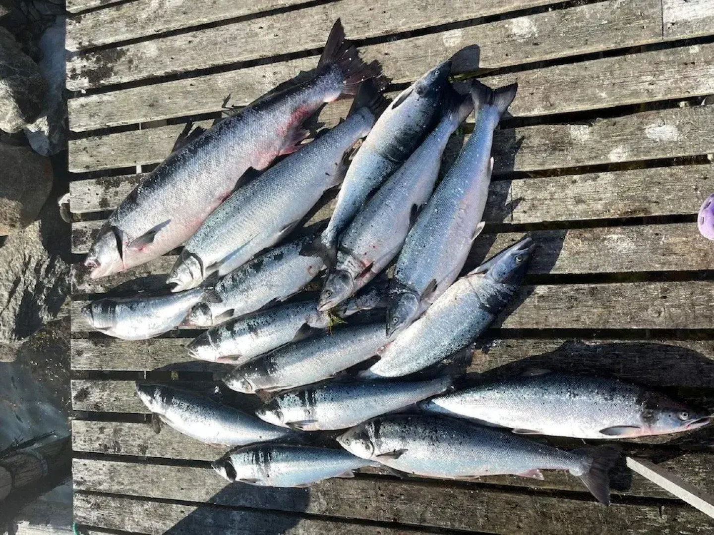 9 Person Holiday Home in Korsfjorden