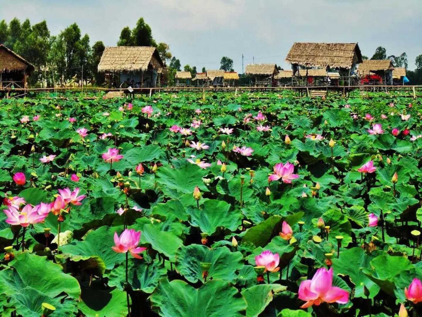 Hai Lua Homestay (Lotus Lake Homestay)