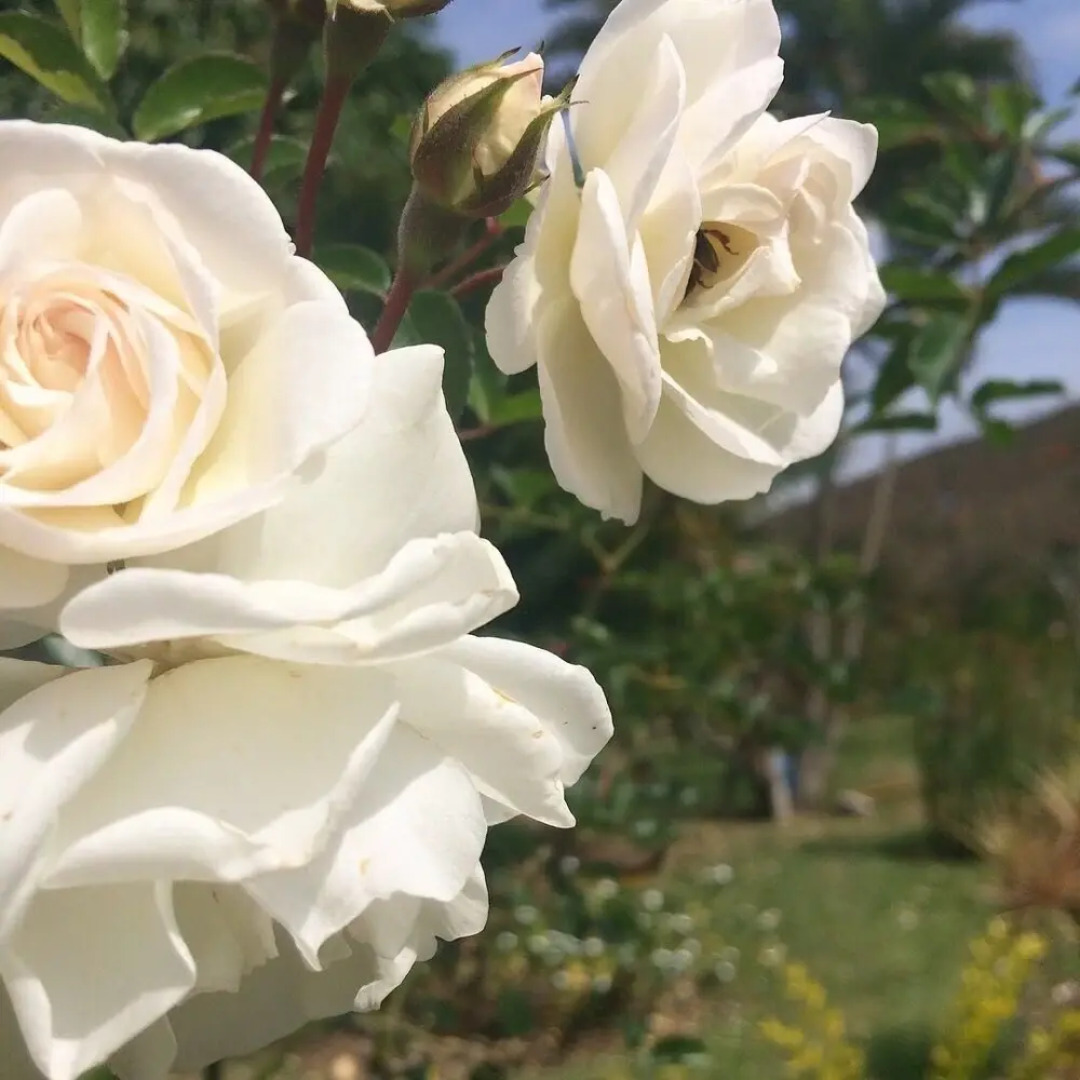 Pousada Fazenda Polyanna