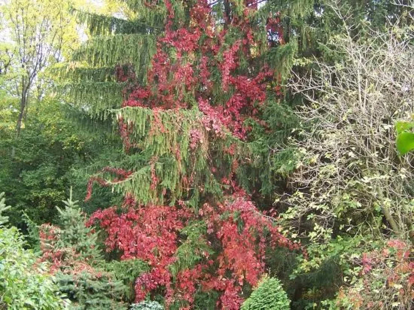 Benepatak Vendégház