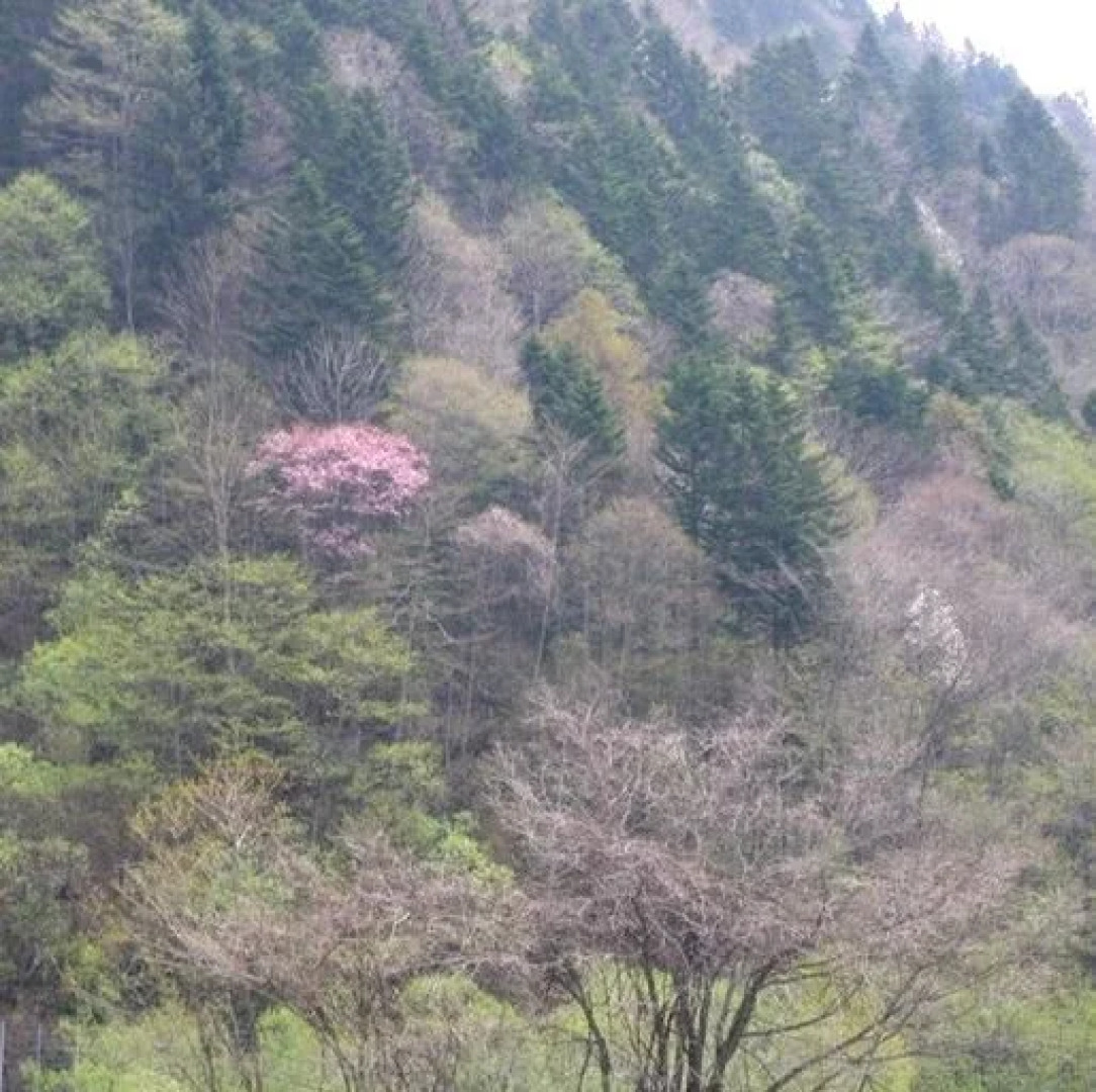 Yunosawa Onsen Mori no Shiki