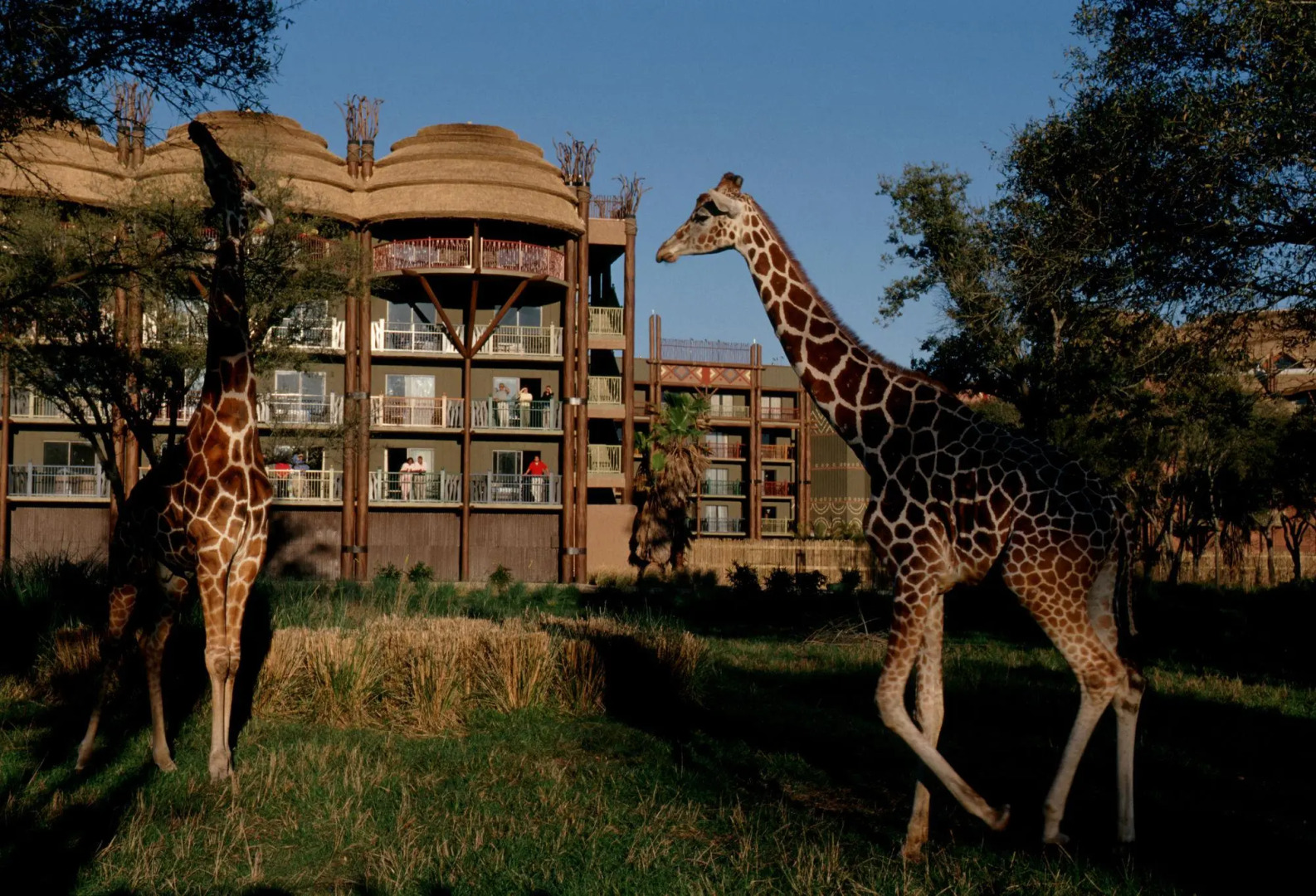 Disney's Animal Kingdom Villas - Kidani Village 
