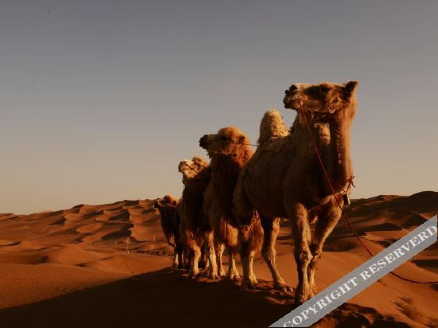 7tian lian suo jiu dian