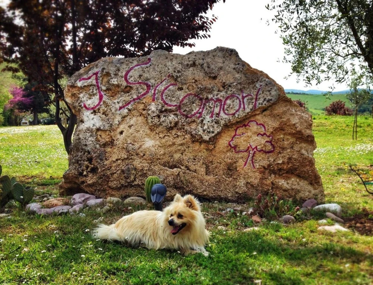 I Sicomori - Seme di Carota - Glamping e appartamenti con piscina a Saturnia