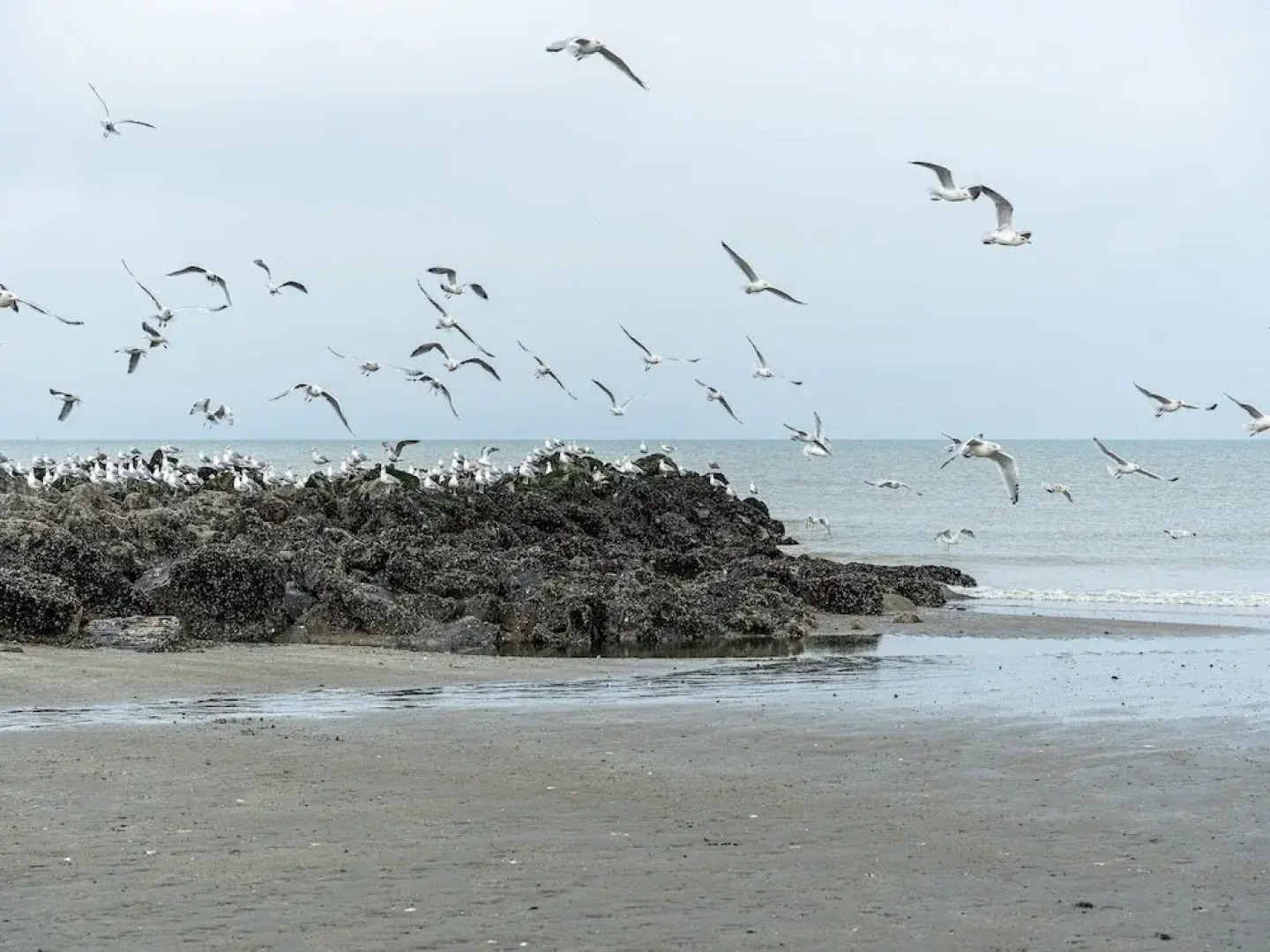 Nice Holiday Home in Westende-bad With Sauna and Pingpong