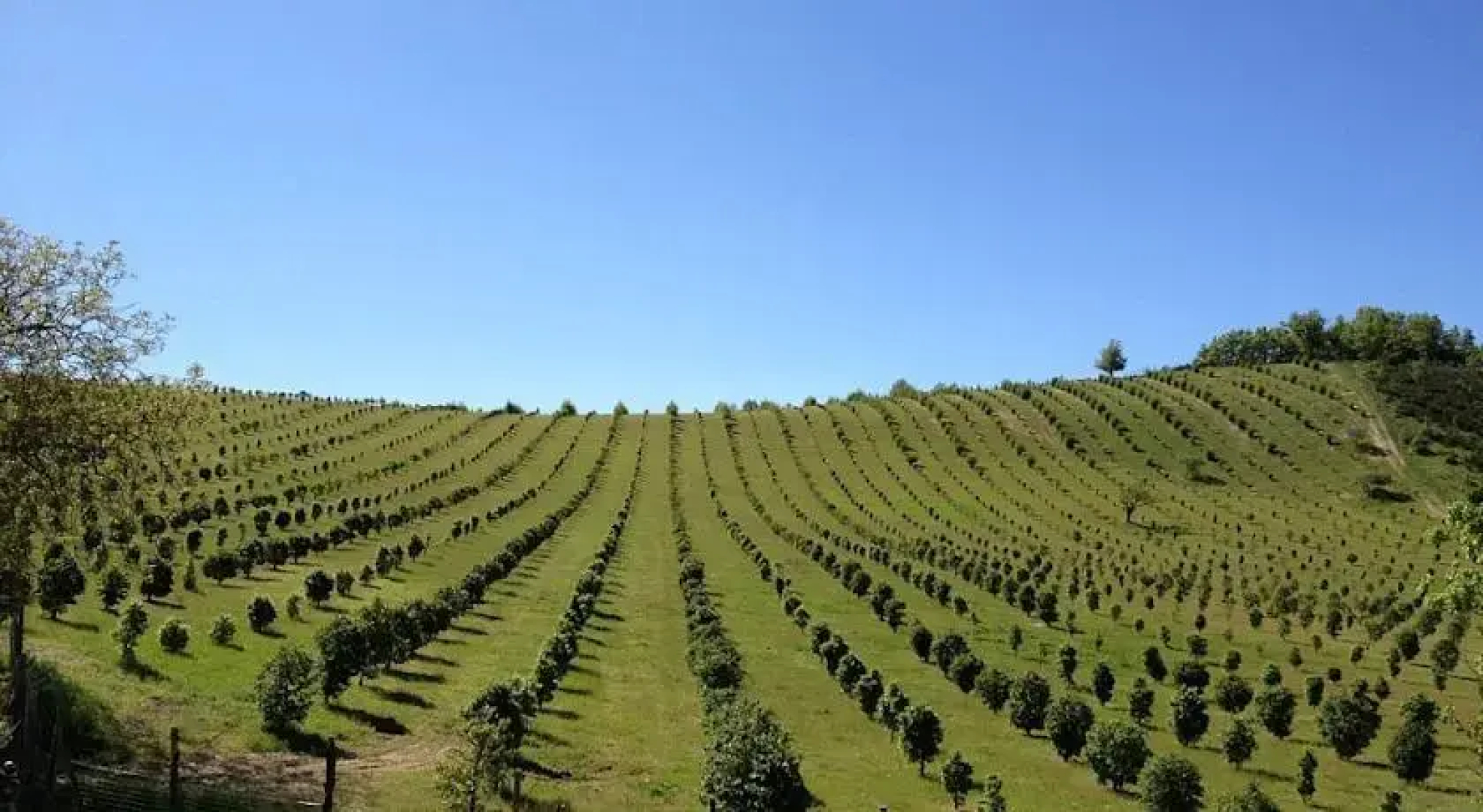 La Collina Dei Ciliegi