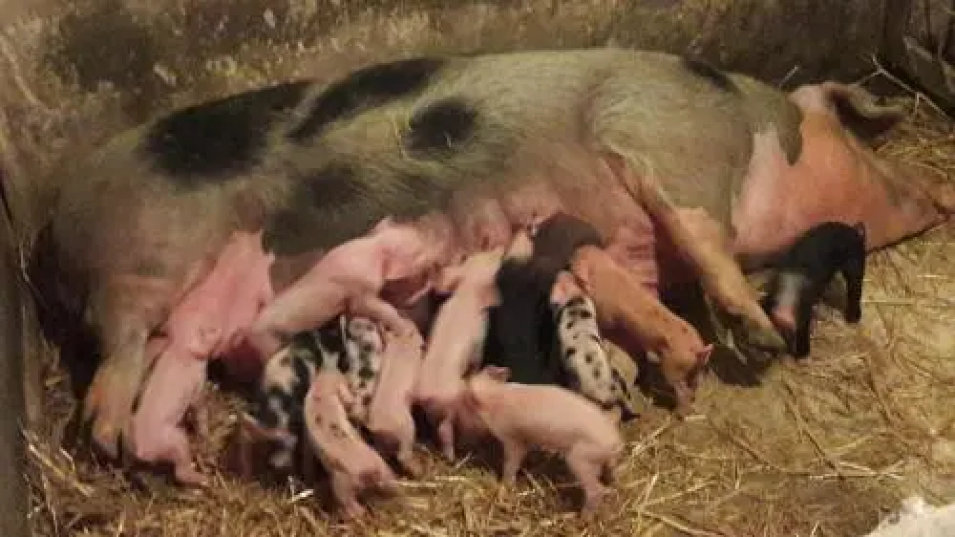 Guest House Kerekovic