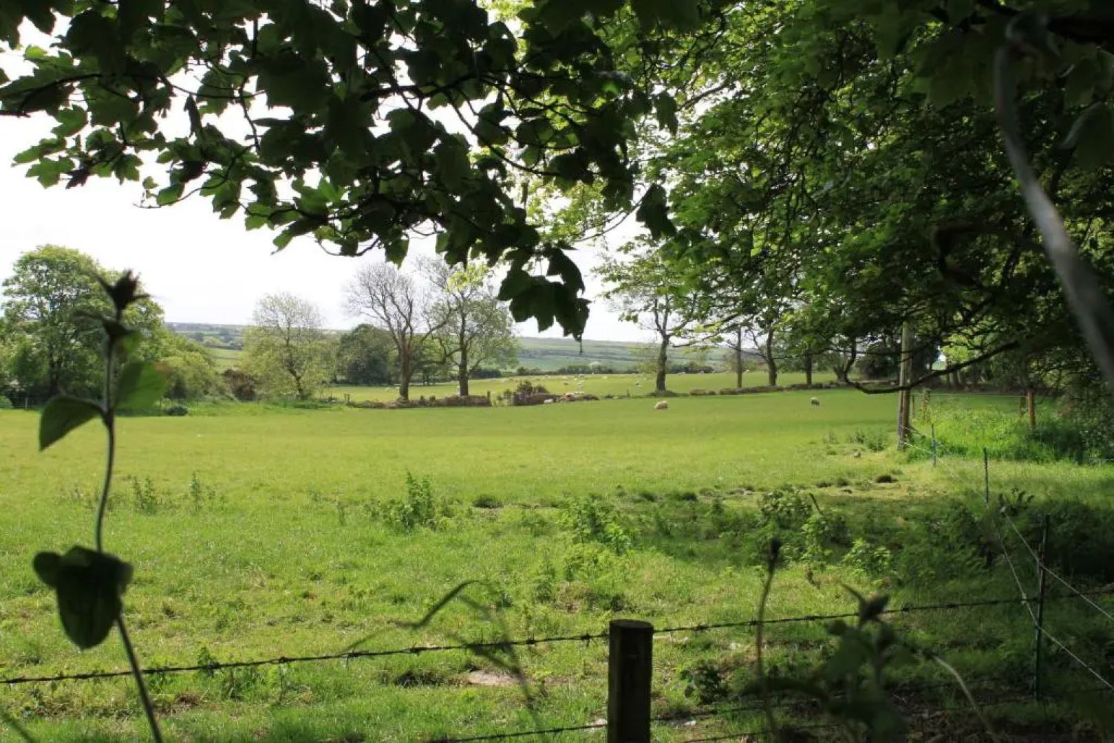 Ty Llwyd