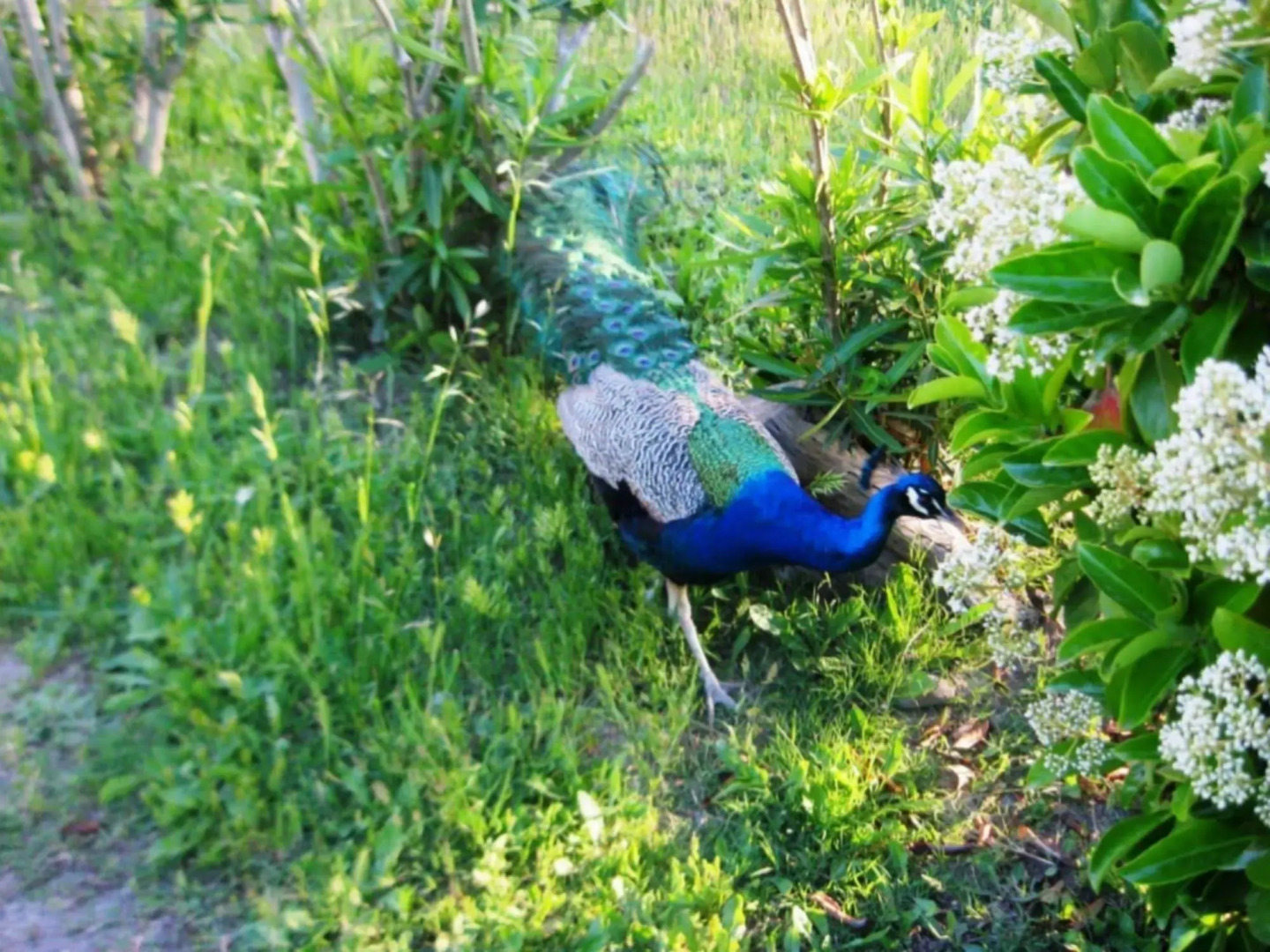 Tenuta San Francesco