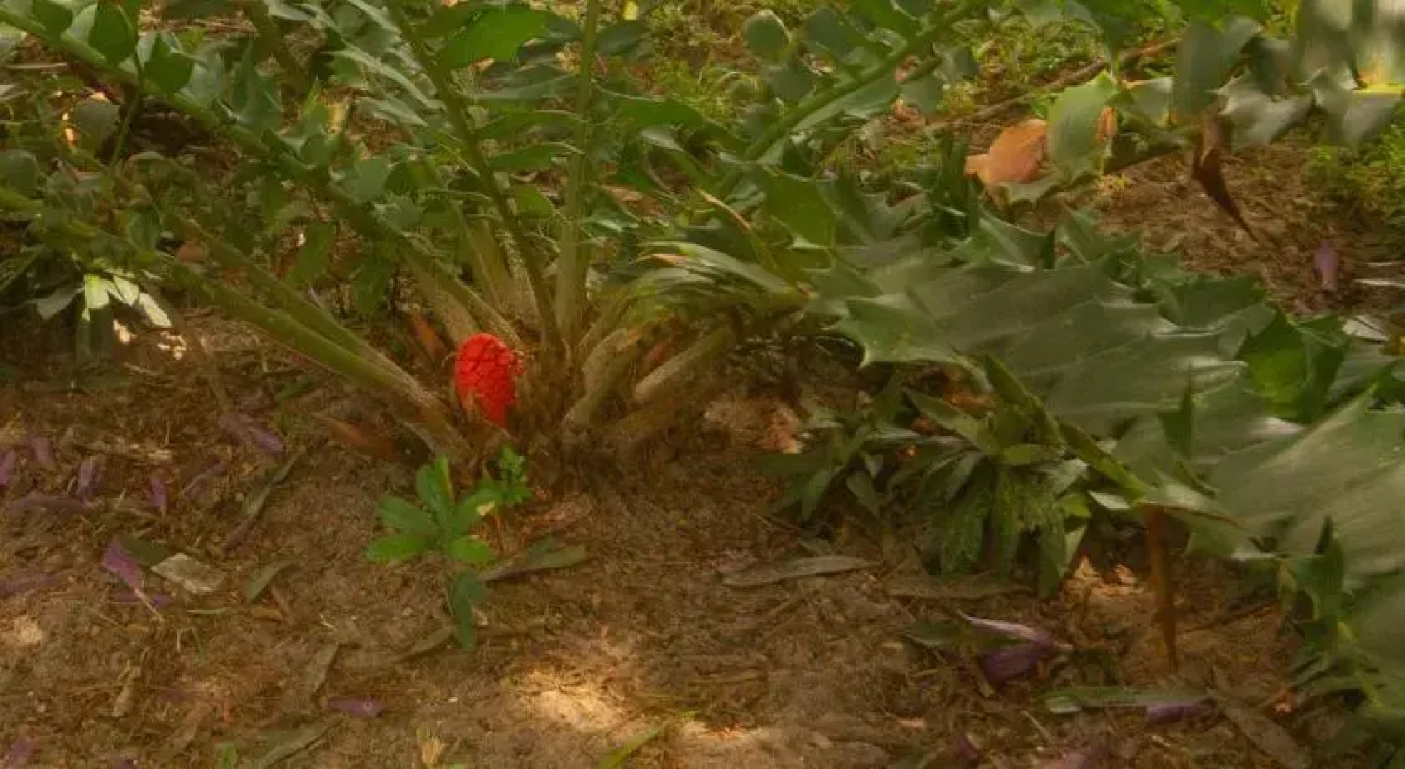 SeaXplore Lodge and Dive Center