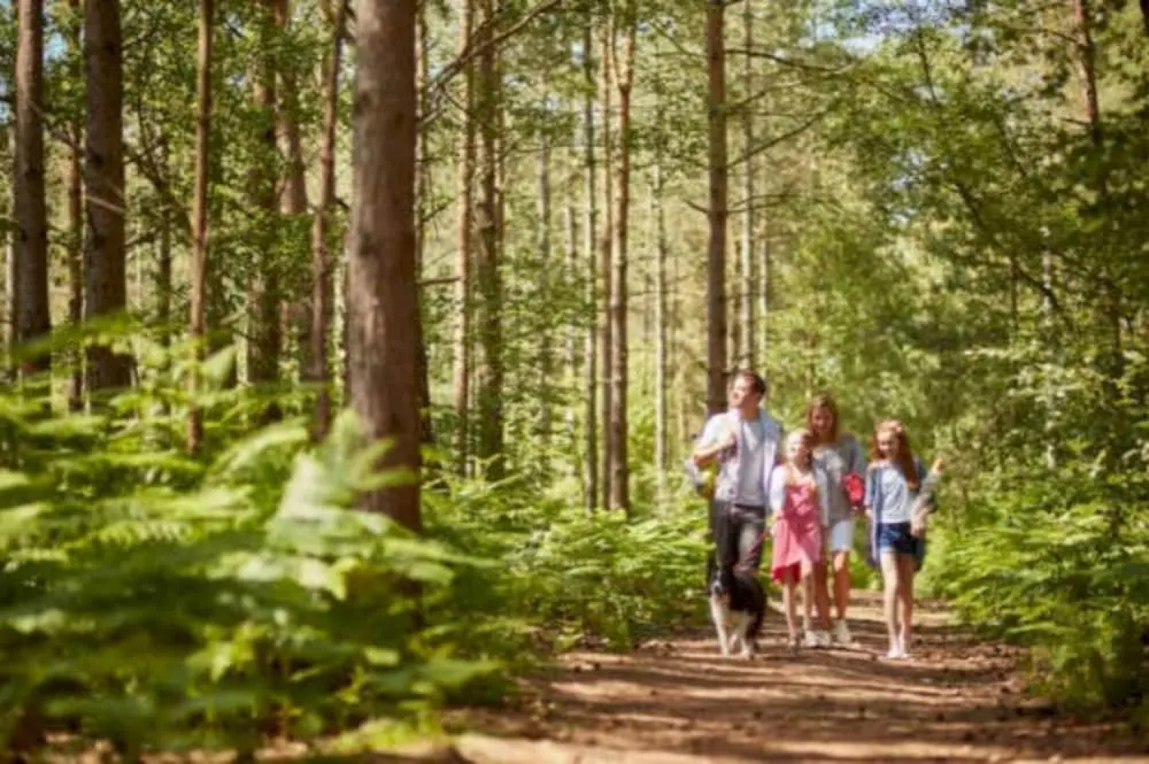 2 Bed 6 Berth Lodge in Shorefield Oakdene Dorset