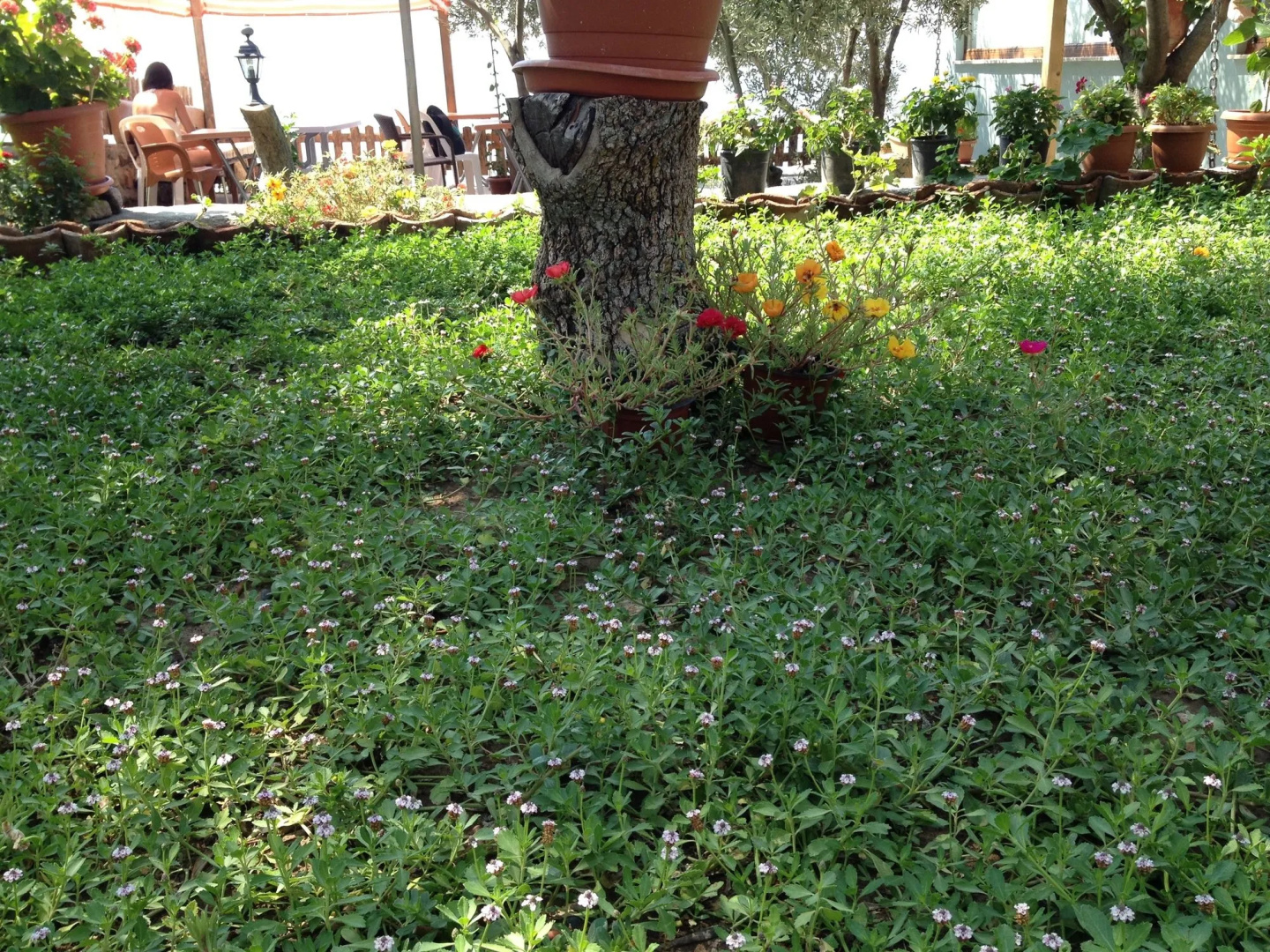 Assos Nazan Motel Restoran Beach