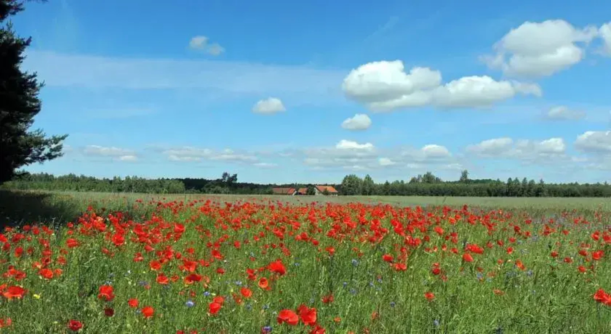 Gdzie diabeł mówi dobranoc