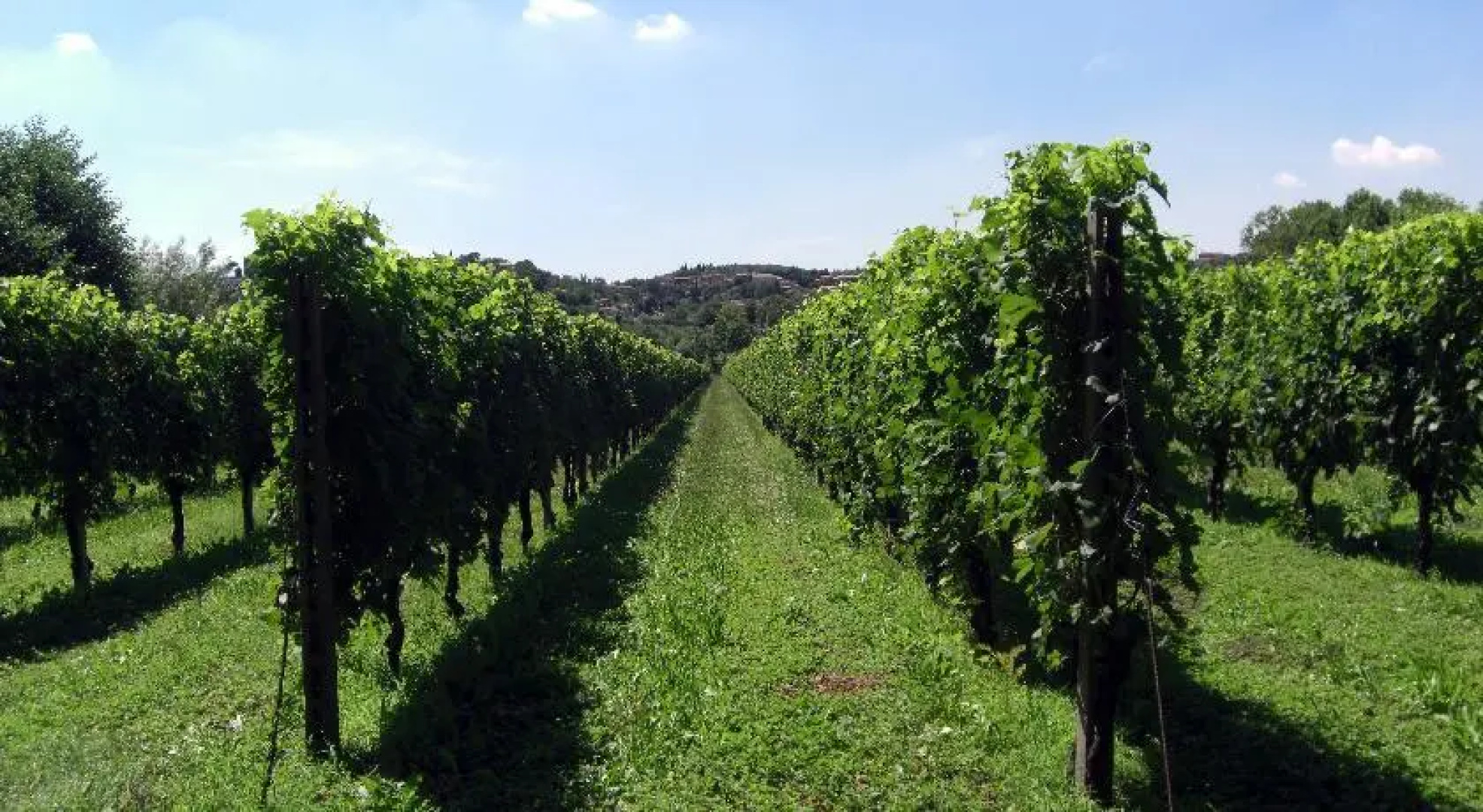 B&B Il Vigneto