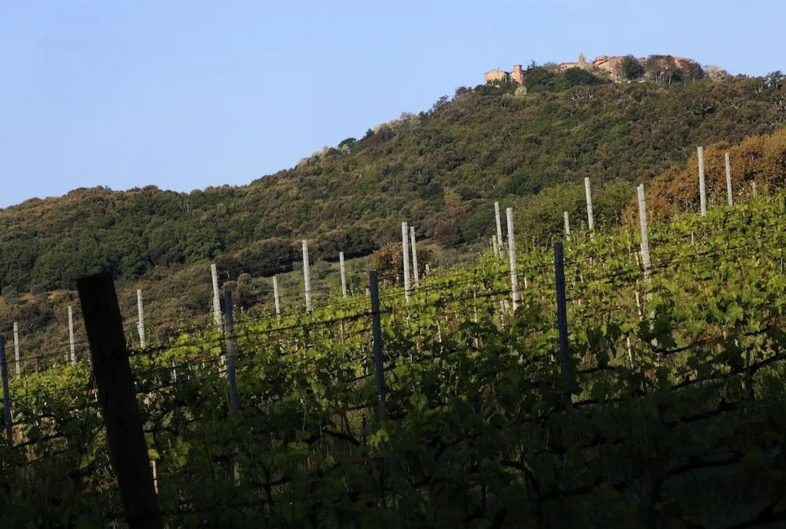 Agriturismo Belvedere Pierini e Brugi