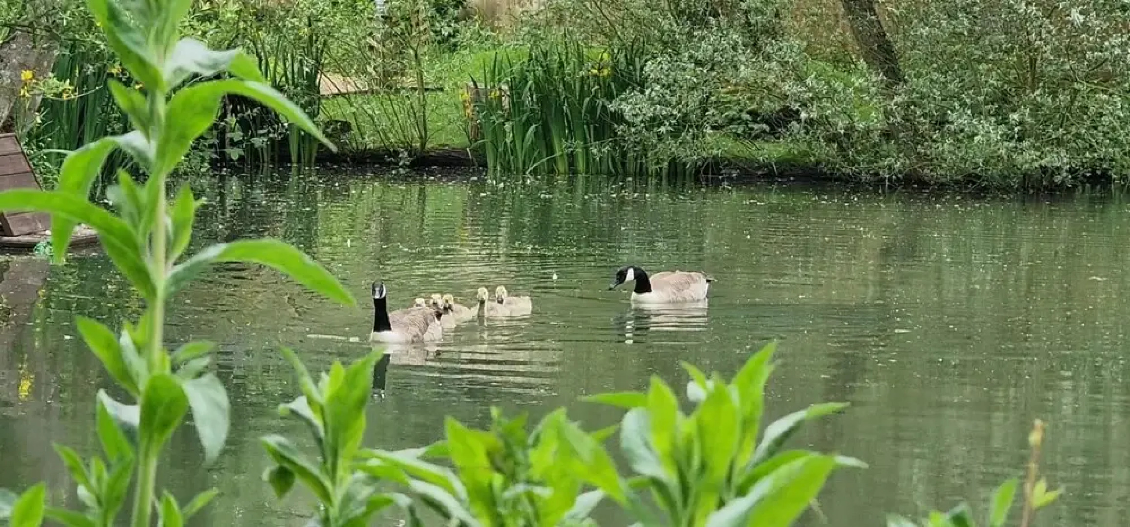 Beautiful 1-bed Cabin in Newmarket