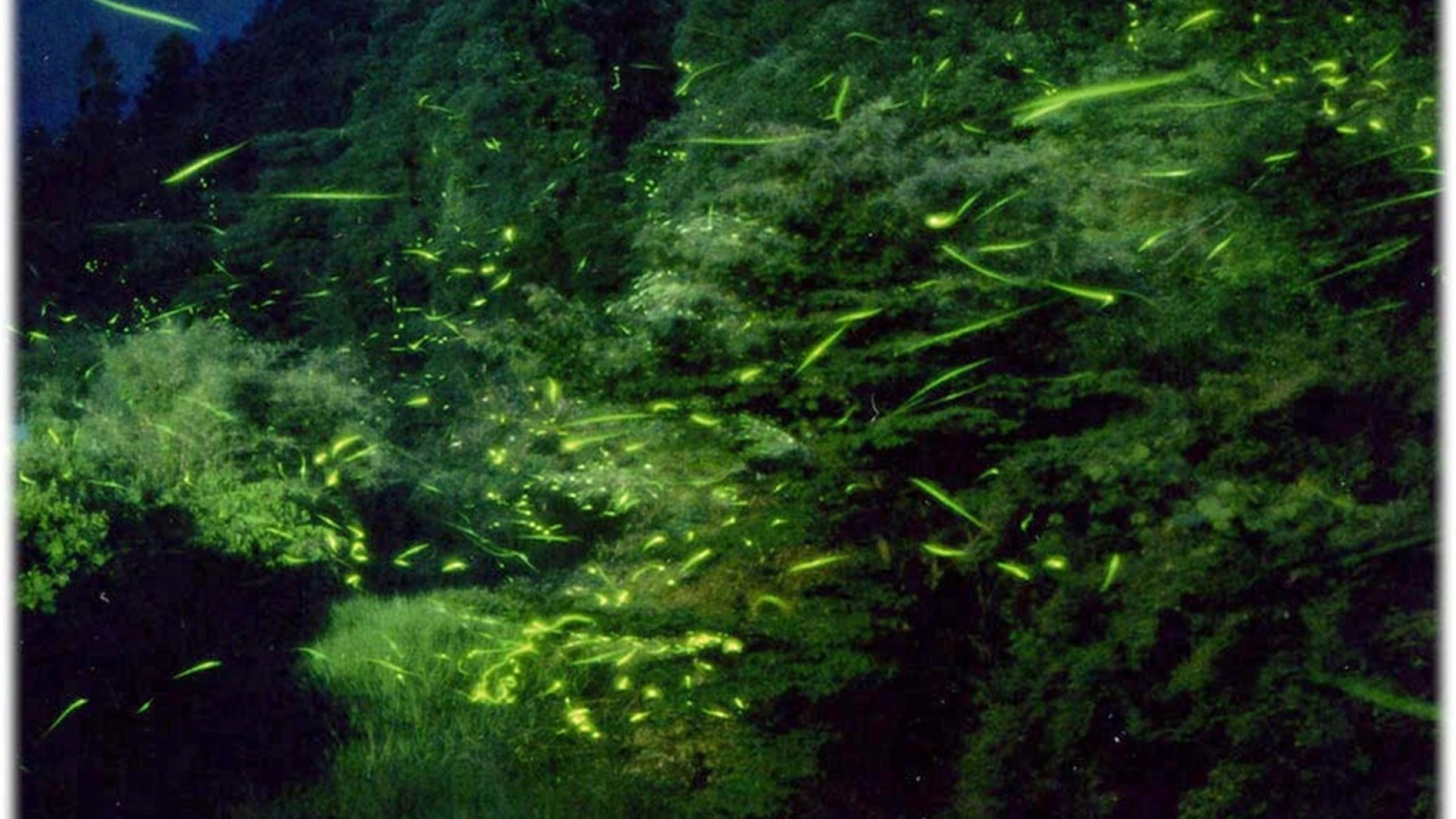 Ryokan Chiisana Oyado Tsuki no Hotaru