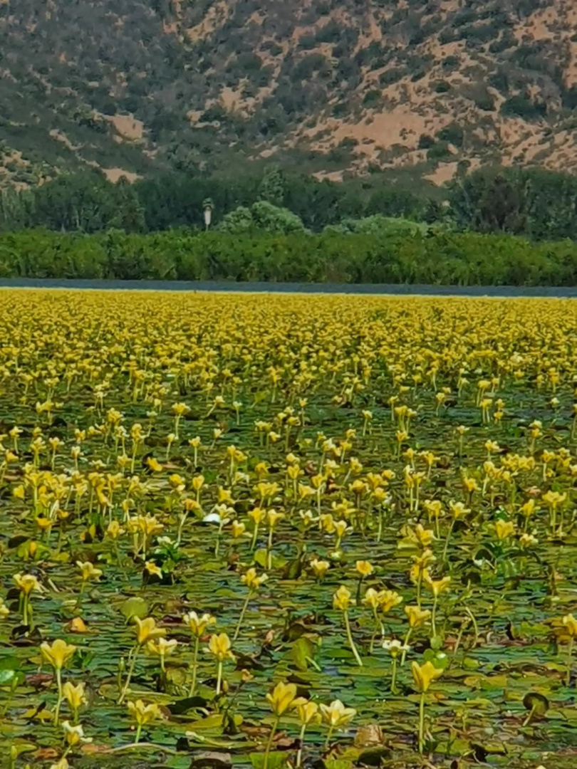 Parcela de 3 hectáreas con orilla de Lago