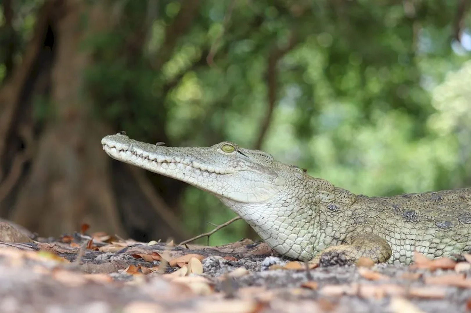Sanctuary Saadani River Lodge