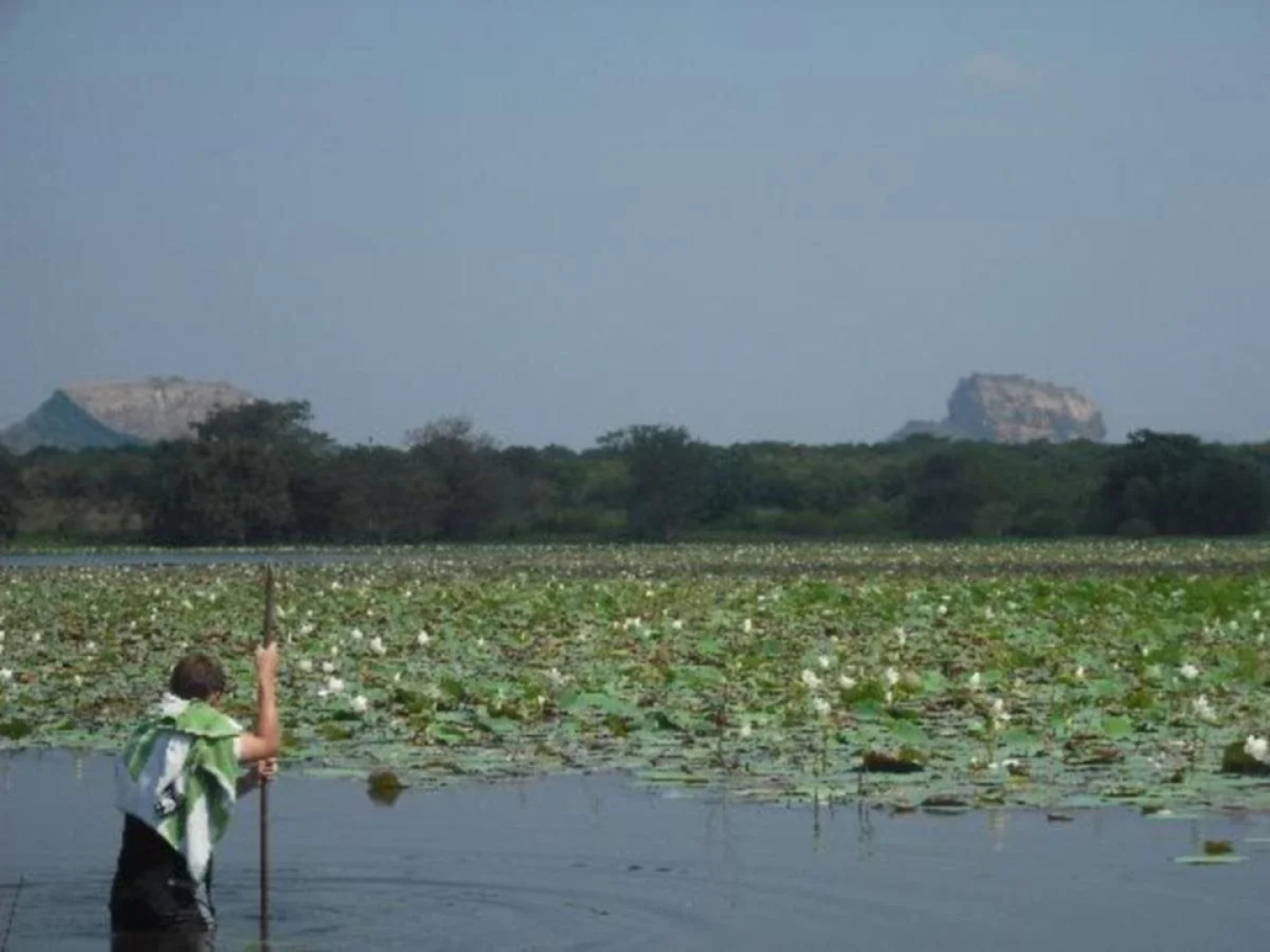 Thick forest sigiriya