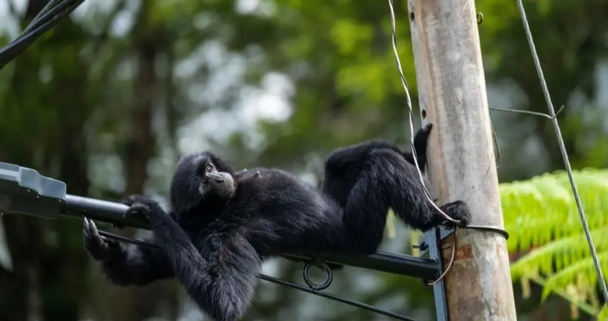 2 bedrooms surrounding natural View and pool