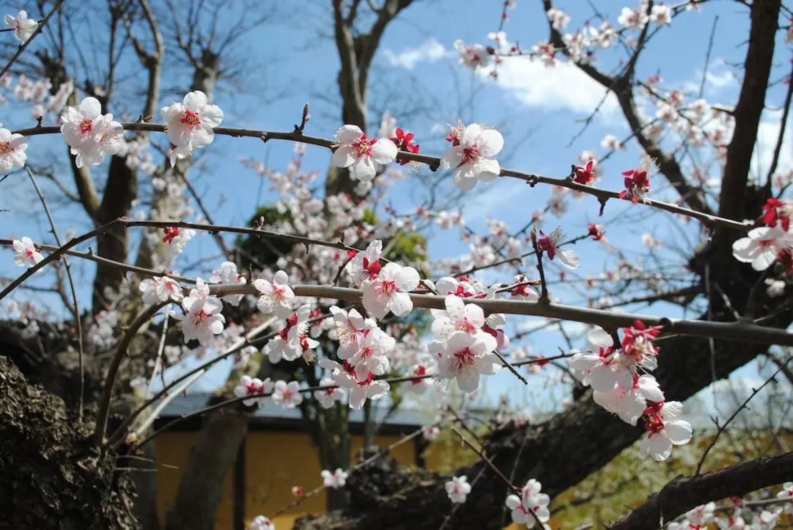 Sekaiisannokakureyado Kajitsunomori