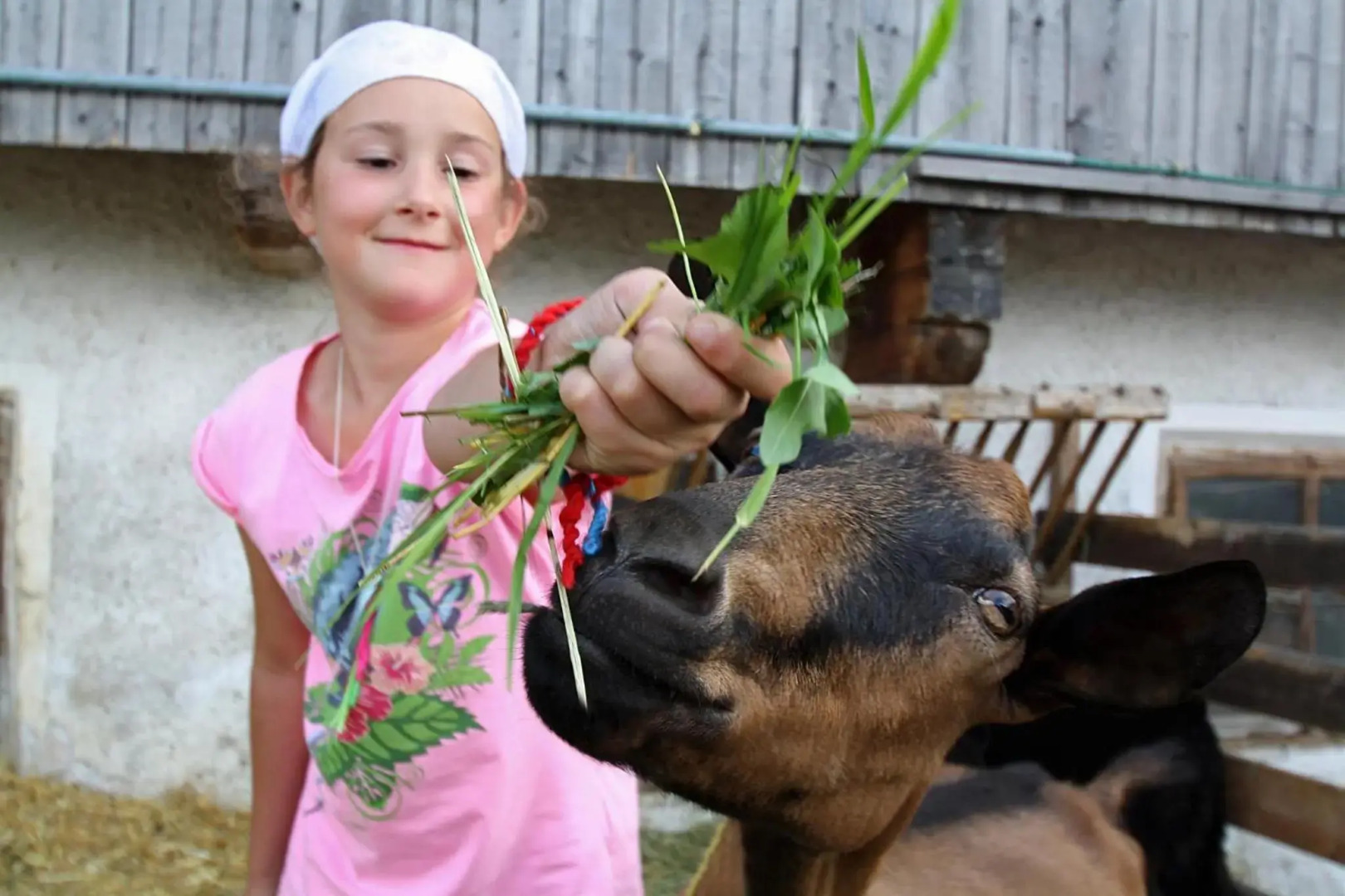 Bauernhof Ferienwohnungen Sennhof