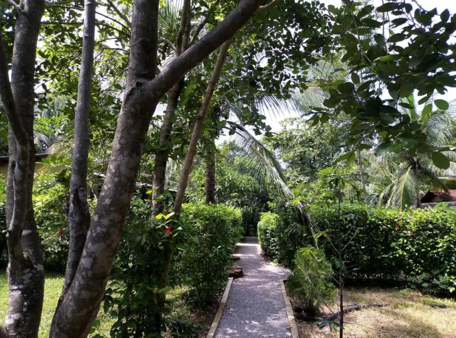 Sigiri Charuka Resort