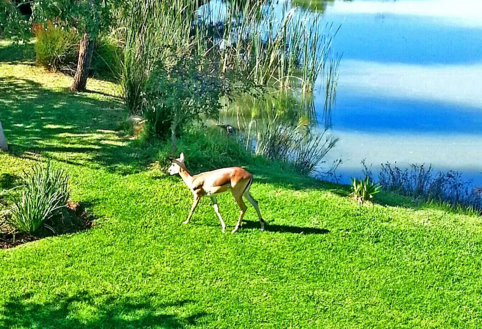 Jeanette's Villa at Westlake