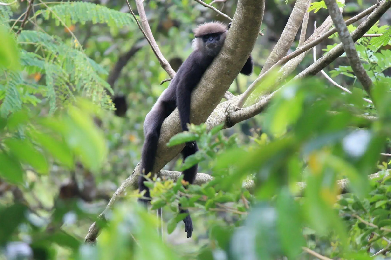 The Country House Chalets
