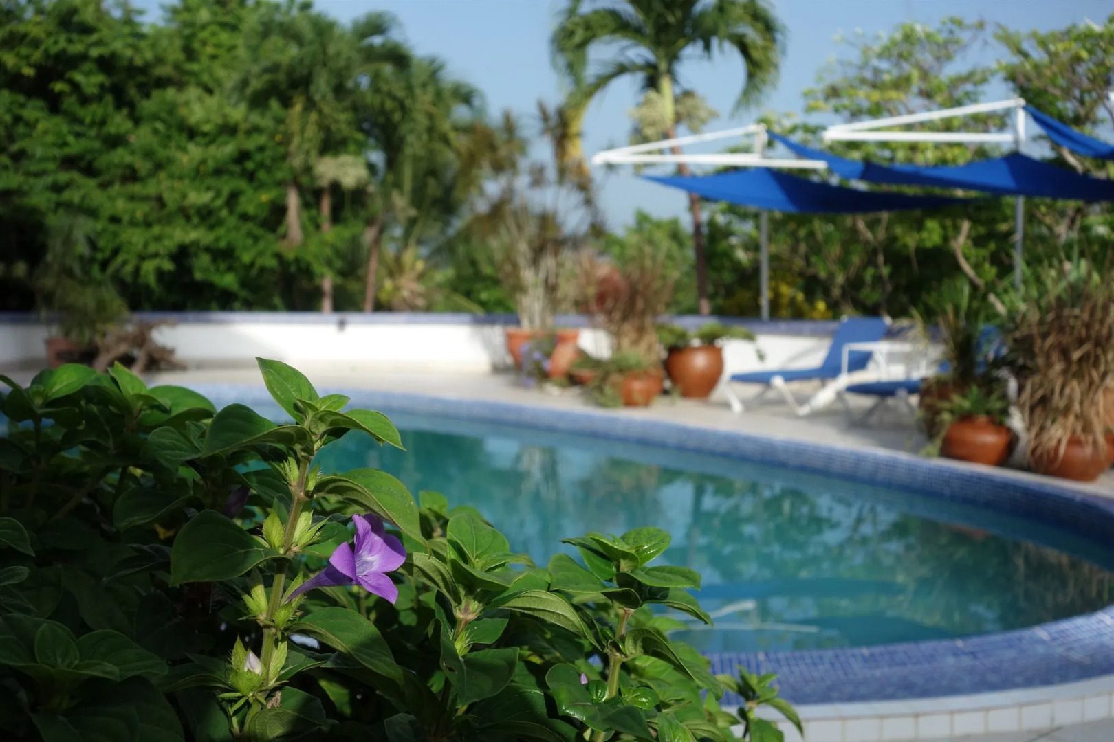 Hotel Mocking Bird Hill