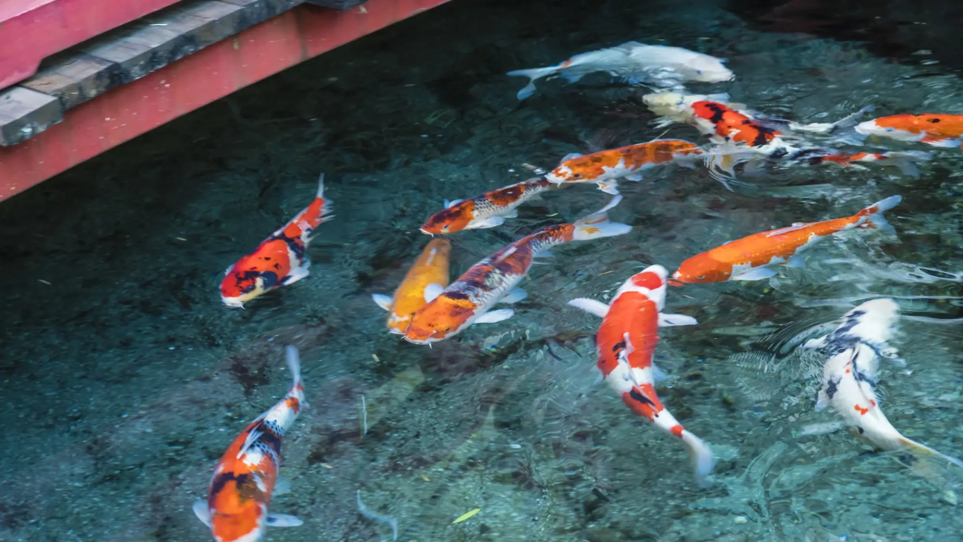 Japanese Onsen Ryokan KOHAKUEN