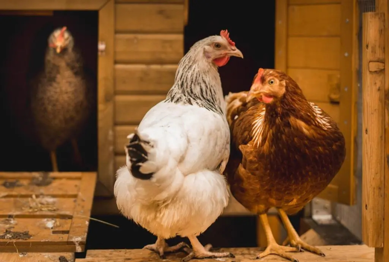 Gabis kleine Spezerey