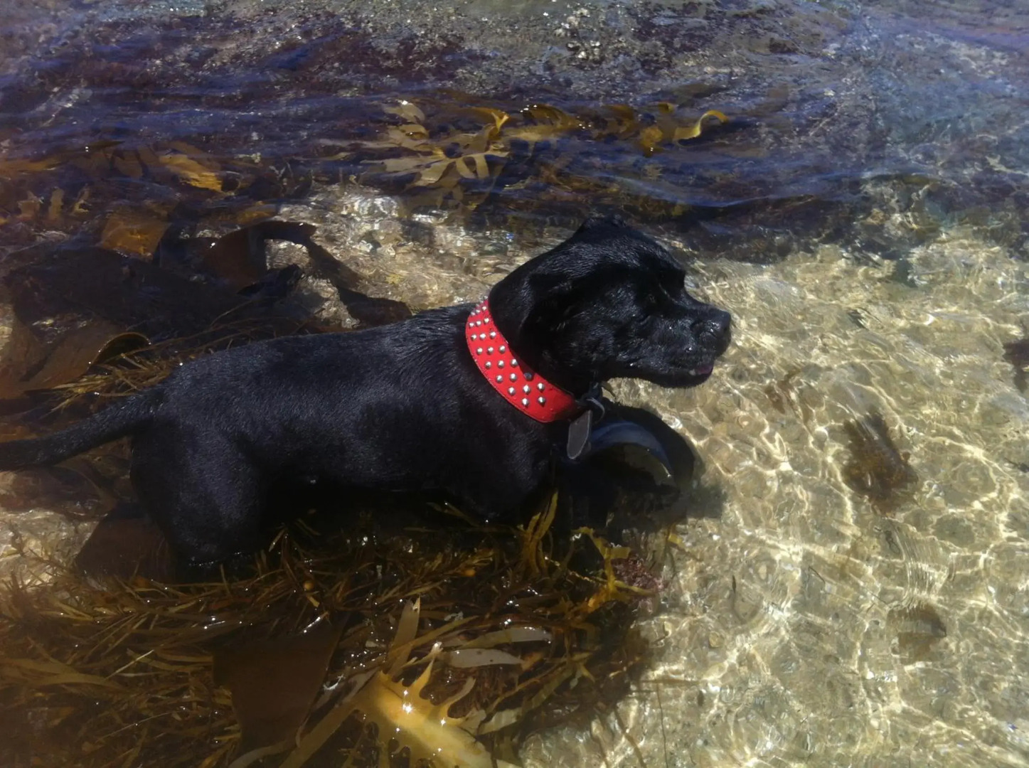 Stunning Waterfront only 10 minutes to Phillip Island - Pet Friendly