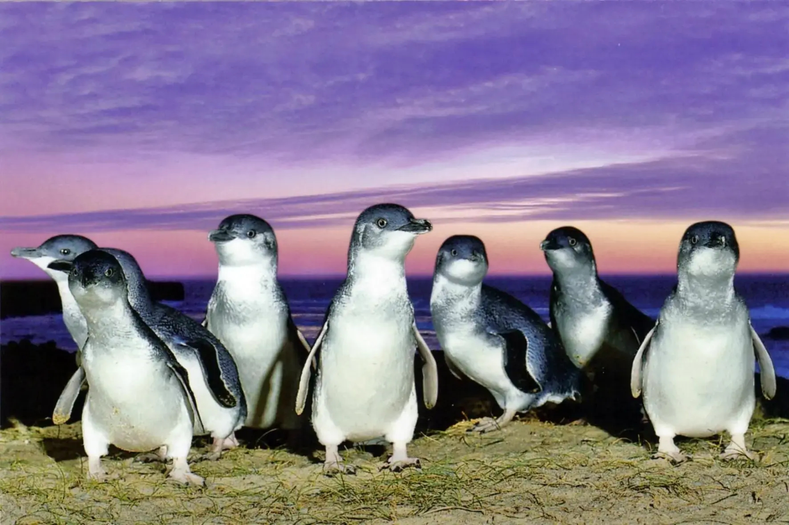 Stunning Waterfront only 10 minutes to Phillip Island - Pet Friendly
