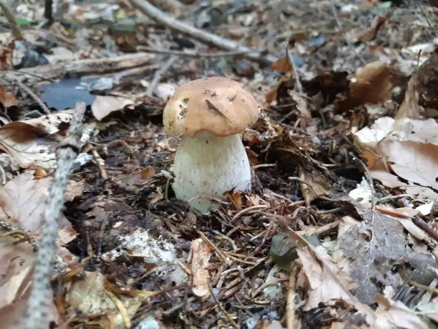 Apartman Ksenija Delnice