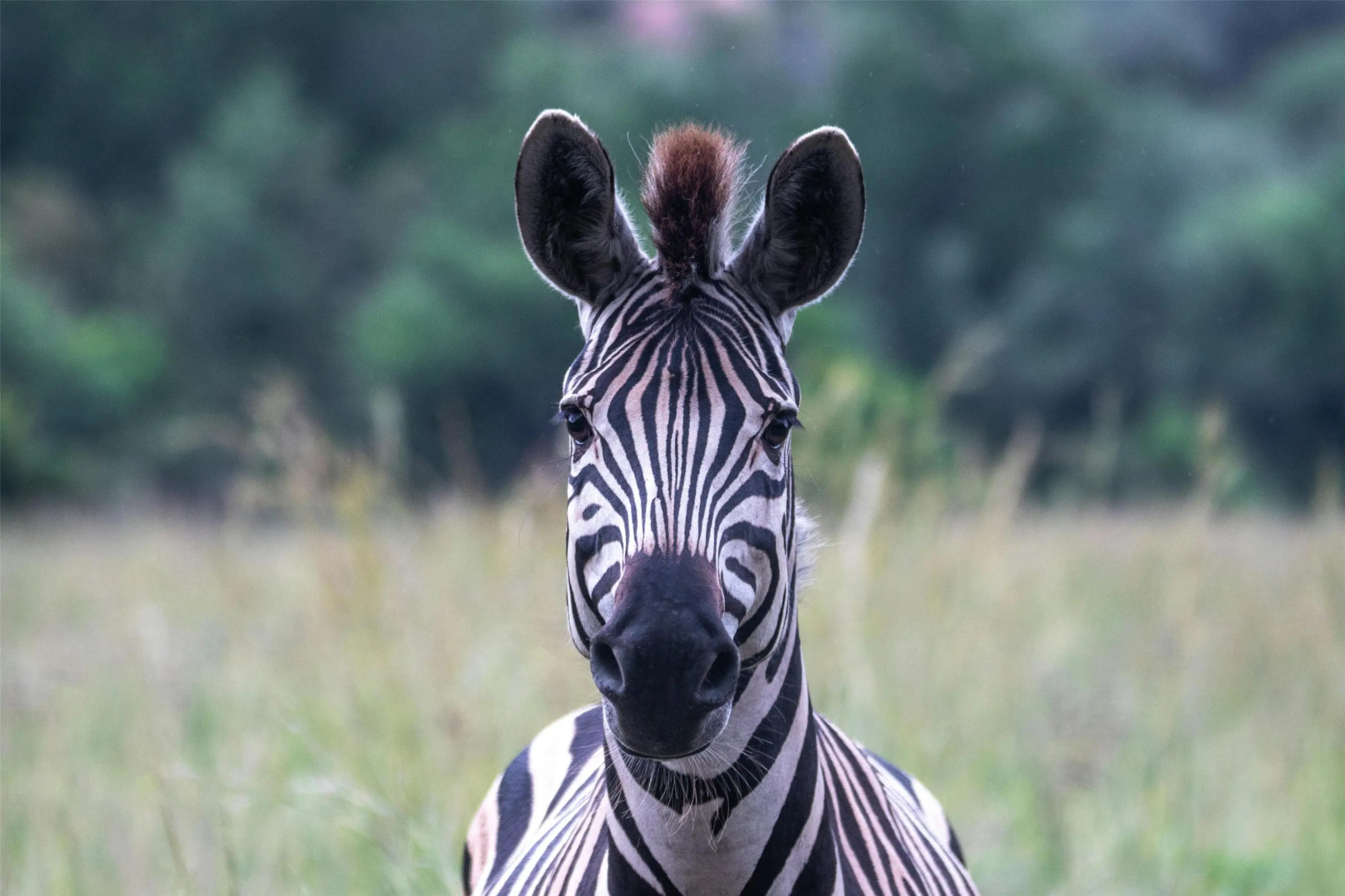 Radisson Blu Hotel Sandton