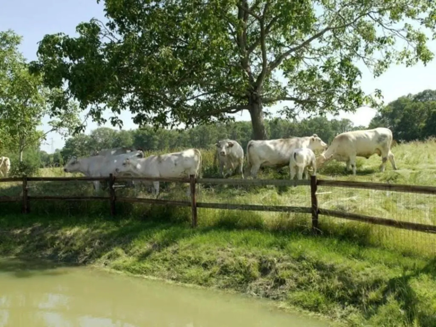 Gîte Pervenchères, 4 pièces, 6 personnes - FR-1-497-49