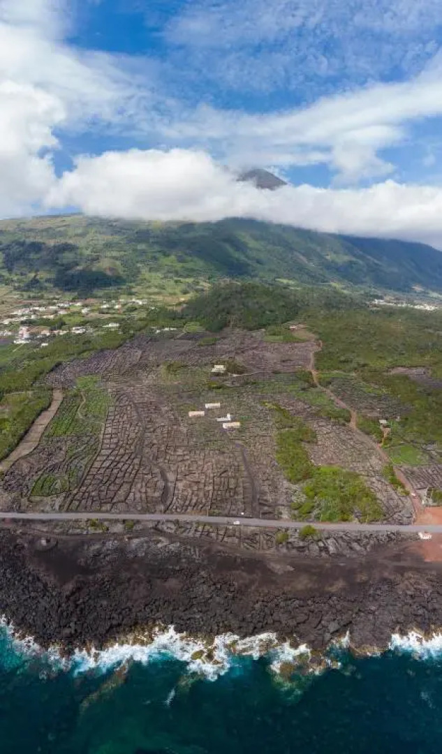 Insula Vinus Apartments